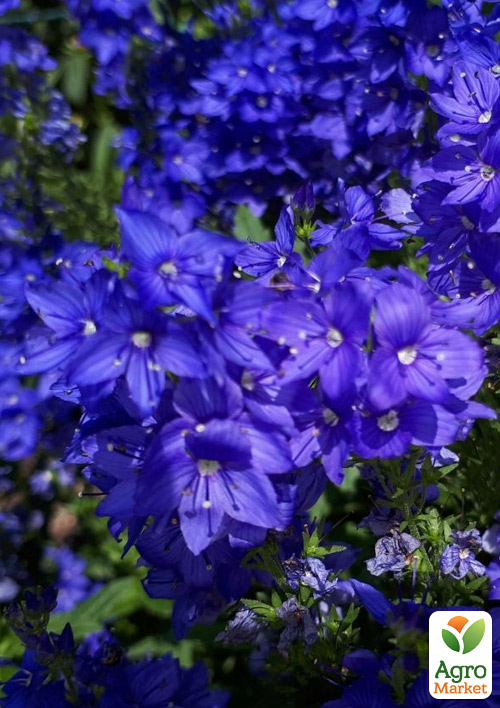 Вероника Австрийская "Knallblau"