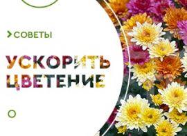 Як прискорити цвітіння хризантем - корисні статті про садівництво від Agro-Market