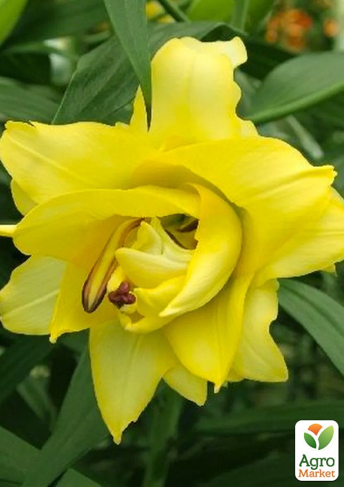 Лілія Махрова "Tomos"