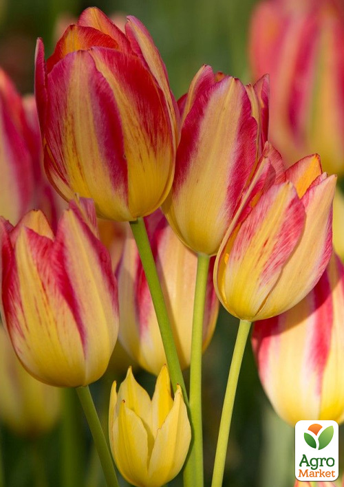 Тюльпан "Antoinette" (багатоквітковий)