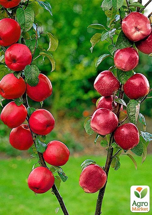 Осенний эксклюзив! Дерево-сад Яблоня колоновидная "Баргузин+Арбат" - фото 5
