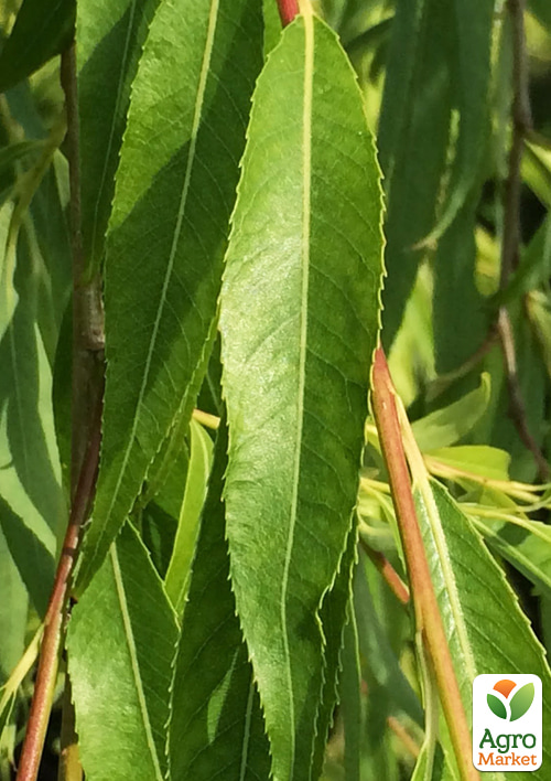 Ива плакучая вавилонская "Babylonica", Р9 - фото 2