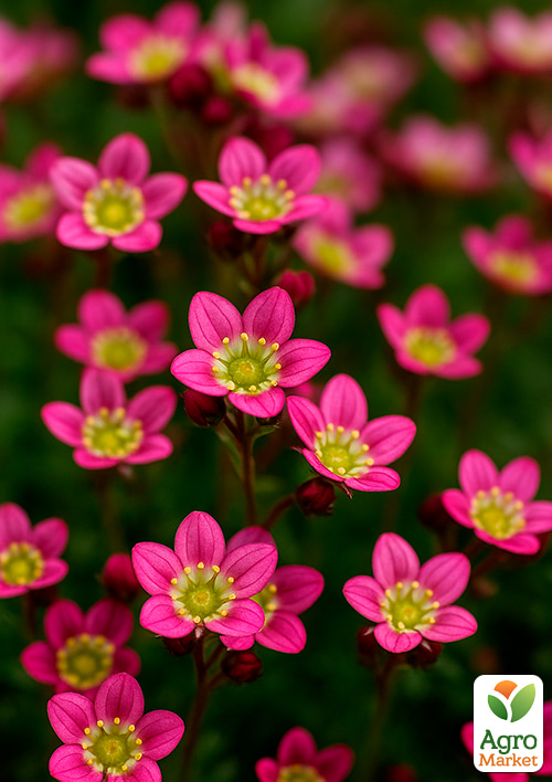 Камнеломка Арендса "Juwel" - фото 2