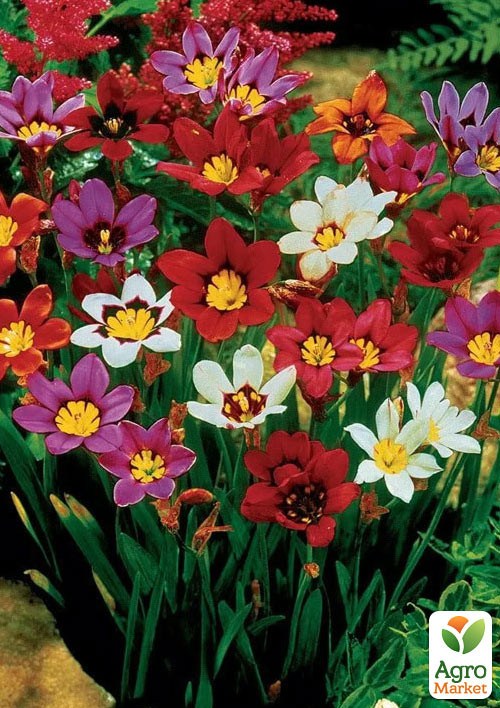 Спараксис "Tricolor"