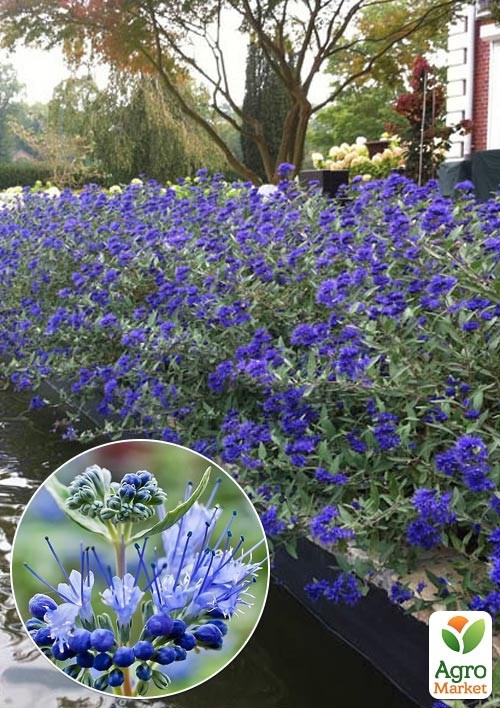 Каріоптеріс "Kew Blue"