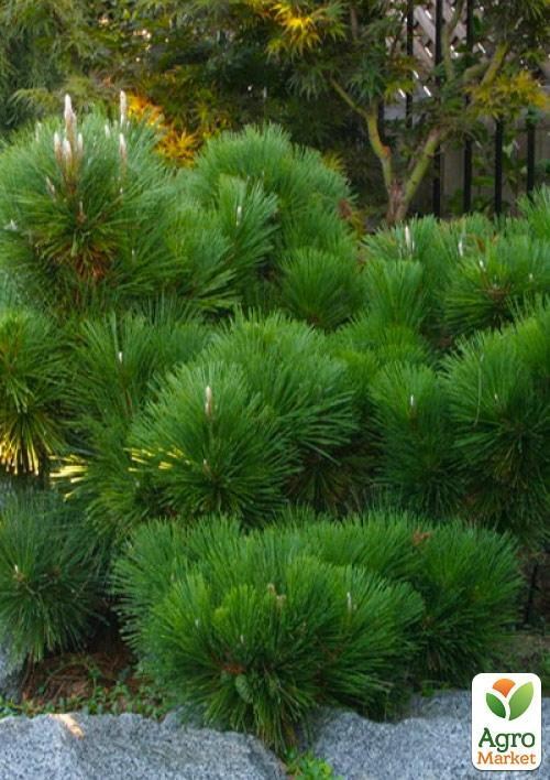 Сосна Чёрная Японская (идеальна для бонсай) "Pinus Thunbergii" (горшок P9)