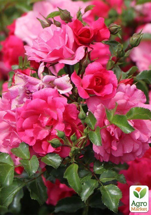 Роза в контейнере почвопокровная "Heidetraum" (саженец класса АА+) - фото 4