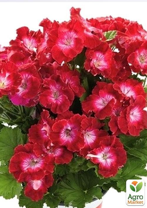 Пеларгонія Королівська Aristo "Red With Eye" (контейнер № 10, висота 10-20 см)