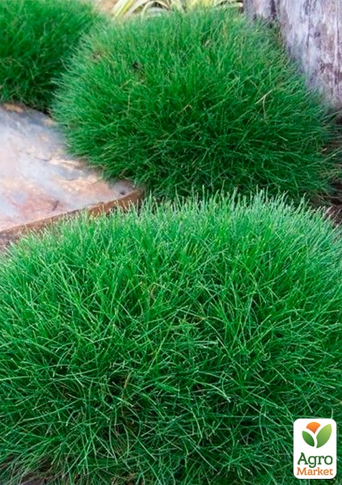 Овсяница зеленая "Готье" вазон С1, диаметр 15-20см