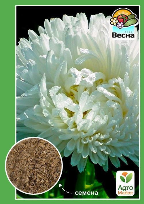 Астра "Невеста" ТМ "Весна" 0.2г