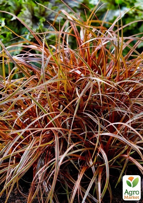 Унцінія "Everflame" С1 (висота 10-20см)