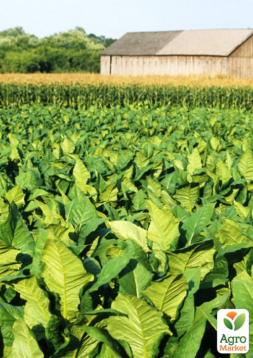 Семена Табак курительный "Ява" ТМ "Vesna Select" 0.5г - фото 2