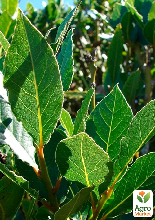 LMTD Лавр вічнозелений "Laurus Nobilis" (20-30см) - фото 5