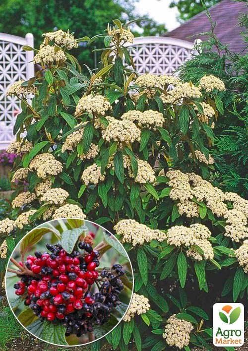 Калина вічнозелена зморшкувата (Viburnum rhytidophyllum)