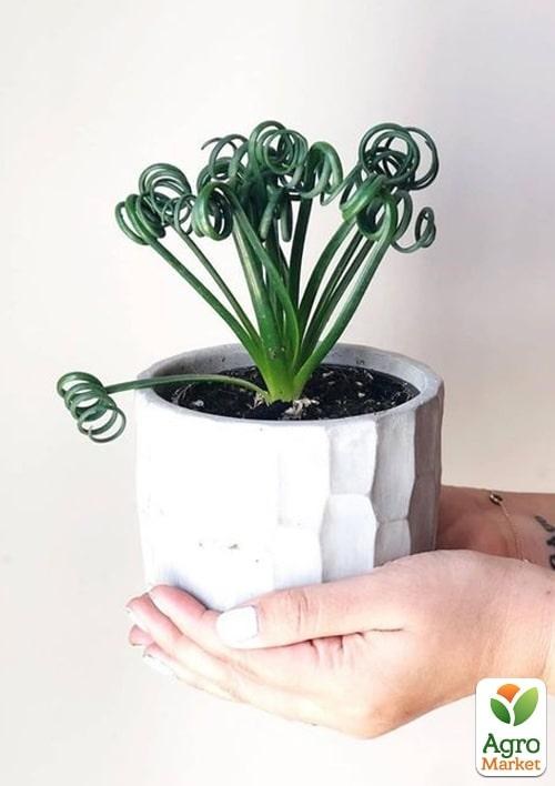 LMTD Альбука спіральна "Frizzle Sizzle" (15-20см) - фото 2