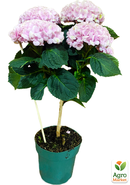 Гортензия на штамбе "Magical Revolution" - фото 7