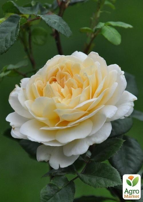 Роза англійська "Crocus Rose"