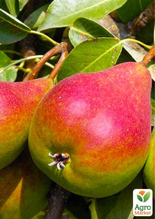 Груша "Генерал Тотлебен" укорененная в контейнере (саженец 2 года) - фото 2