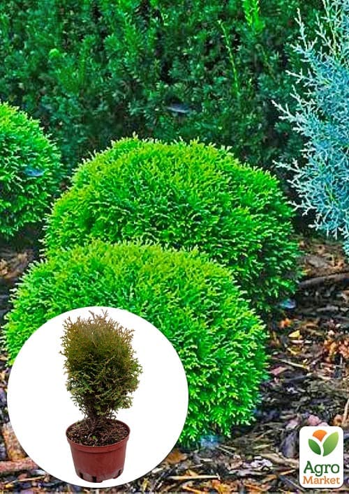 Туя западная "Hoseri" С3, высота 25-30см