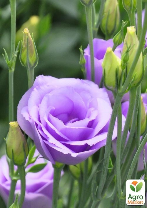 Эустома махровая "Mariachi Lavender" укорененная в контейнере Р9 - фото 2