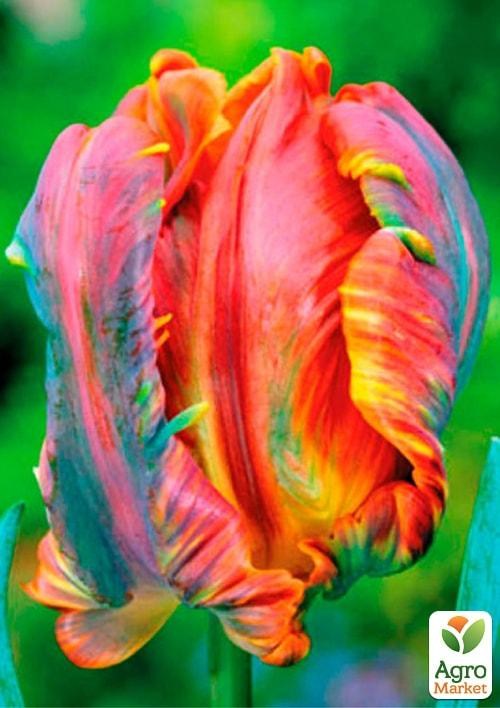 Тюльпан "Blumex Favoriet" 3шт в упаковке