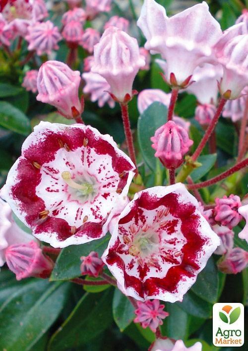 Кальмія latifolia "Minuet"