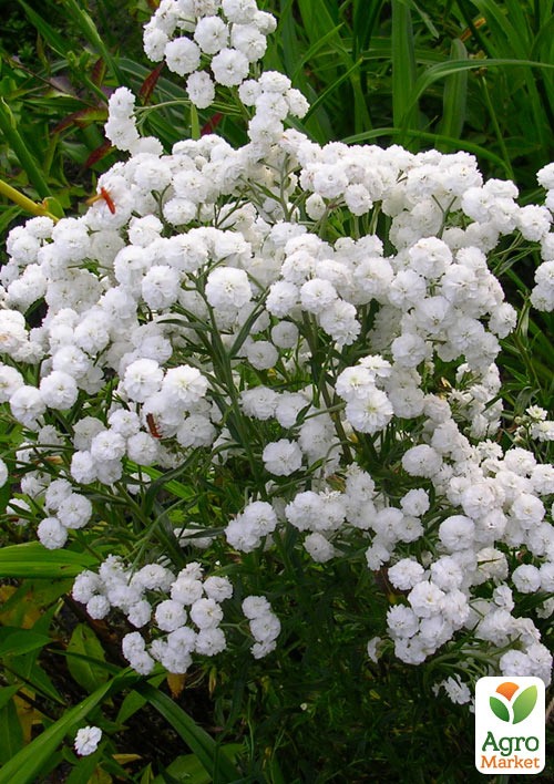 Тысячелистник "Жемчужница" (засухоустойчивый садовый многолетник) - фото 2