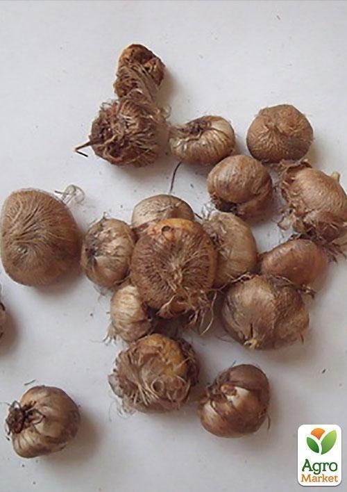 Иксия "Venus" 5шт в упаковке - фото 2