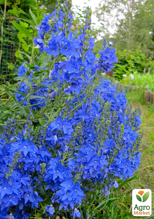 Вероника Австрийская "Royal Blue"