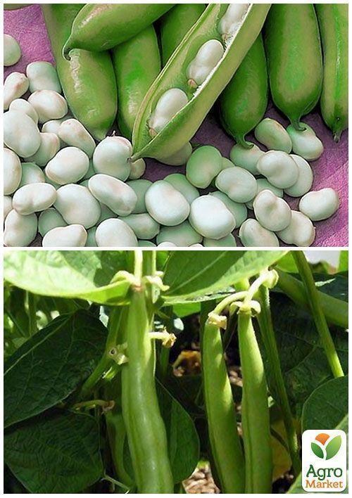 На развес Фасоль "Жемчужина мелкая" ТМ "Весна" цена за 20г - фото 3