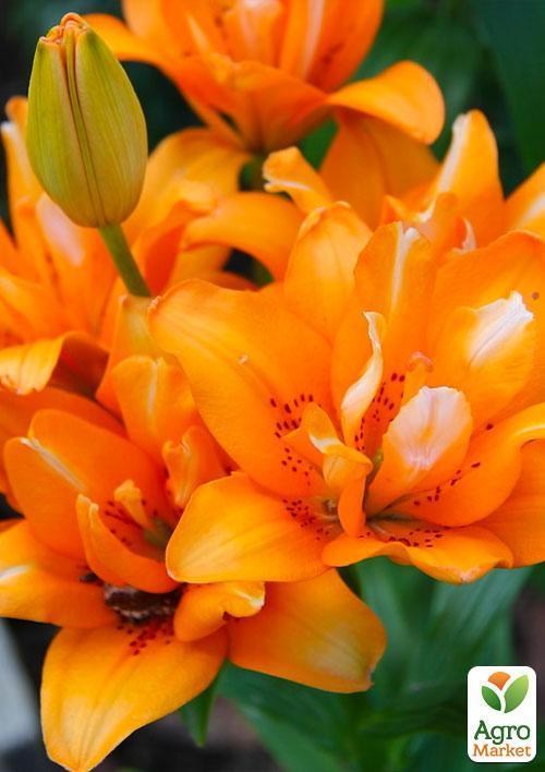 Лілія "Orange Twins" 1шт в упаковці
