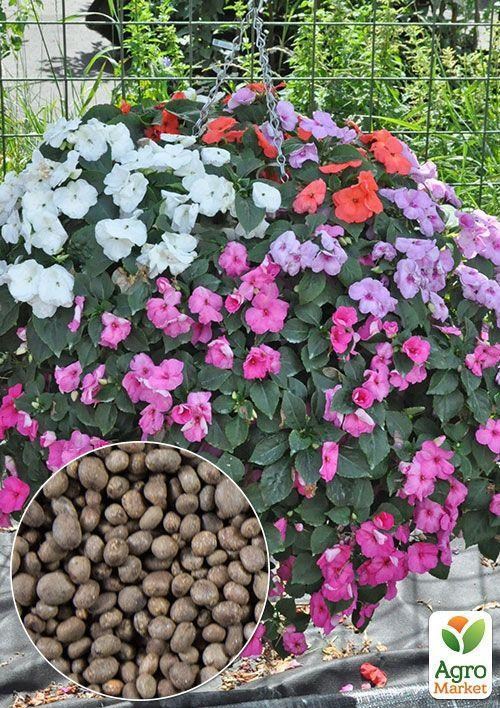 На развес Бальзамин смесь ТМ "Весна" цена  за 3г