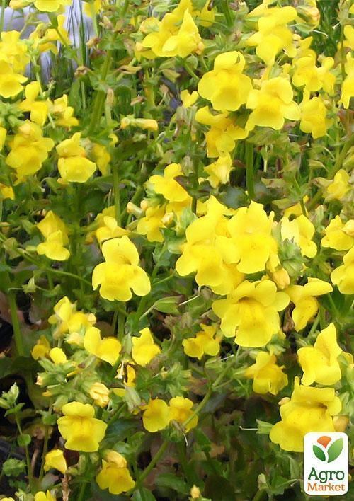 Губастик желтый - фото 3