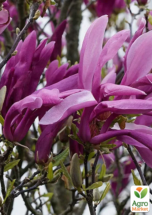 Магнолия 2-х летняя бруклинская "Black Beauty" (высота 25-30см) - фото 2