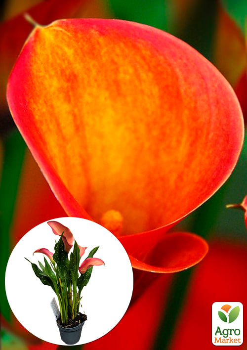 LMTD Зантедеския (калла комнатная) "Mandarin"  