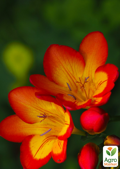 Фрезия простая "Red" 5шт в упаковке - фото 3