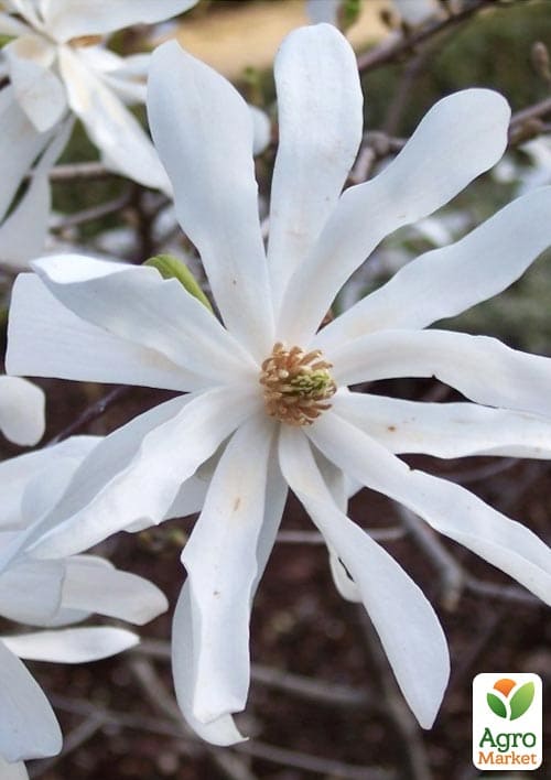 Магнолия 4-х летняя "Stellata" (высота 80-110см) - фото 4