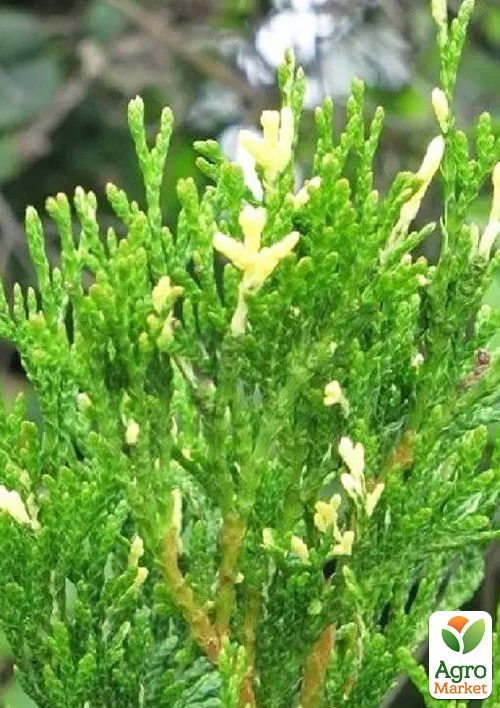 Туя западная "Smaragd Variegata" (ком/сетка) высота 140-160 см - фото 4