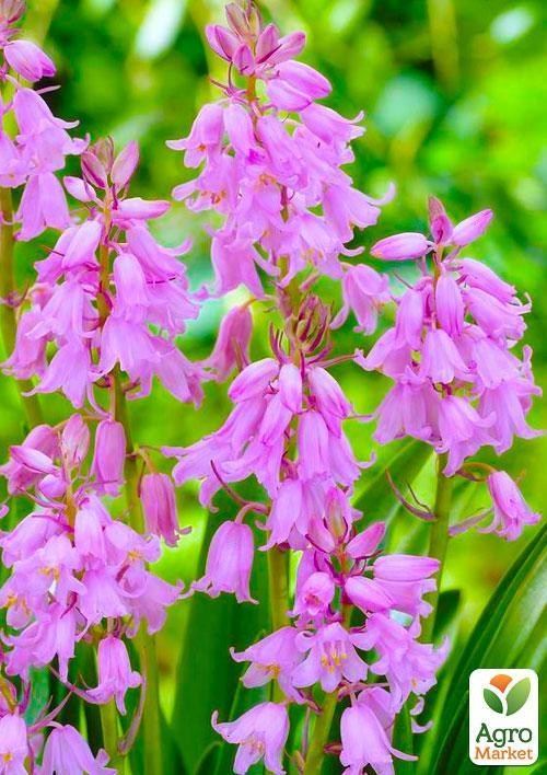 Гіацинтоїдес "Рожевий" (розмір 6/7, великий) 5шт в упаковці