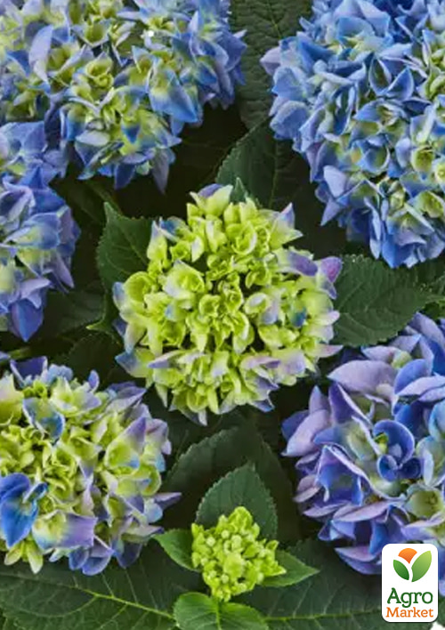 Гортензия крупнолистная "Saxon Rather" - фото 5