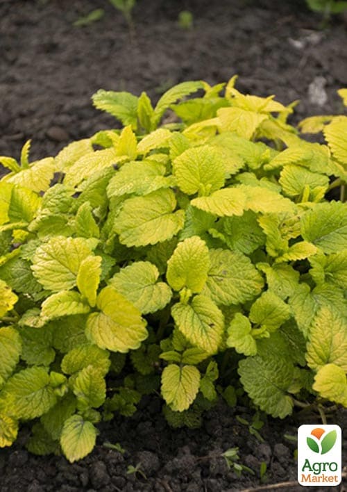 Мелисса лимонная "Aurea" - фото 2