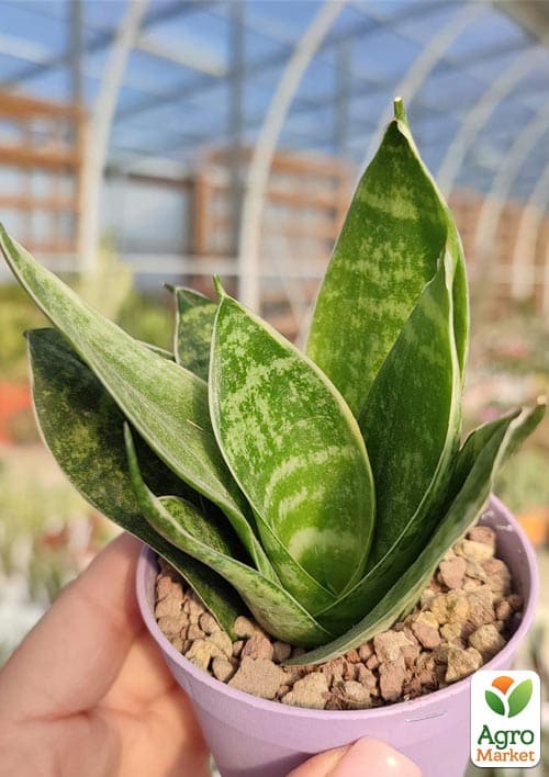 LMTD Сансевиерия "Green Hahnii" высота растения 15-25см