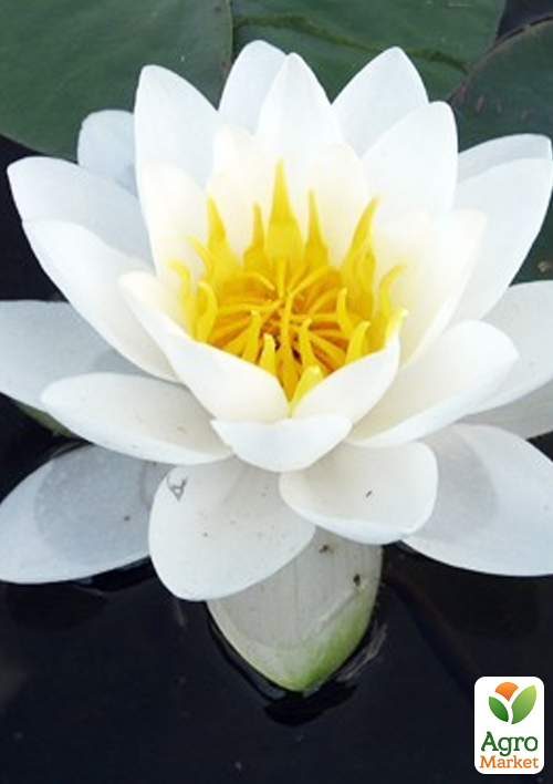 Нимфея "White Sultan" - фото 2