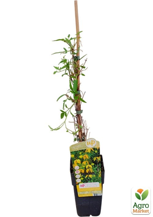 LMTD Клематис 3-х летний "Tangutica" (высота 60-80см) - фото 4