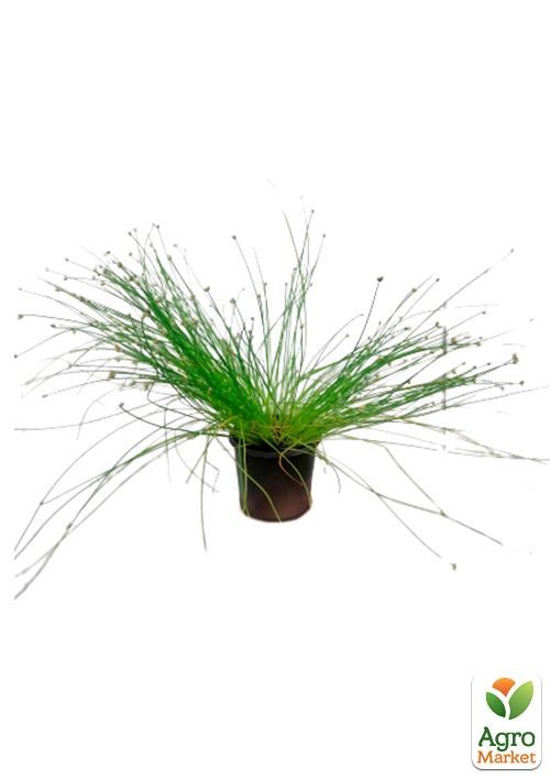 Изолепис "Live Wire" - фото 2