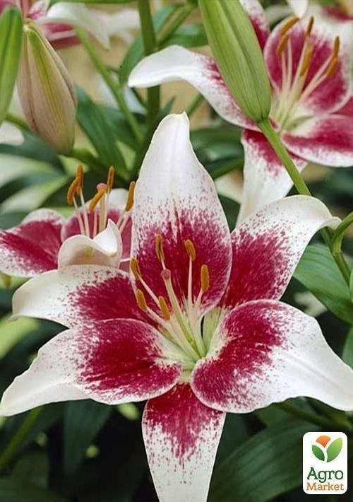 Лилия "Tango Strawberry and Cream" 1шт в упаковке