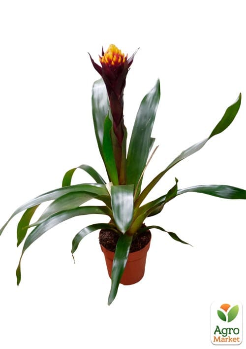 Гузмания "Akabar" высота 50-60см - фото 5