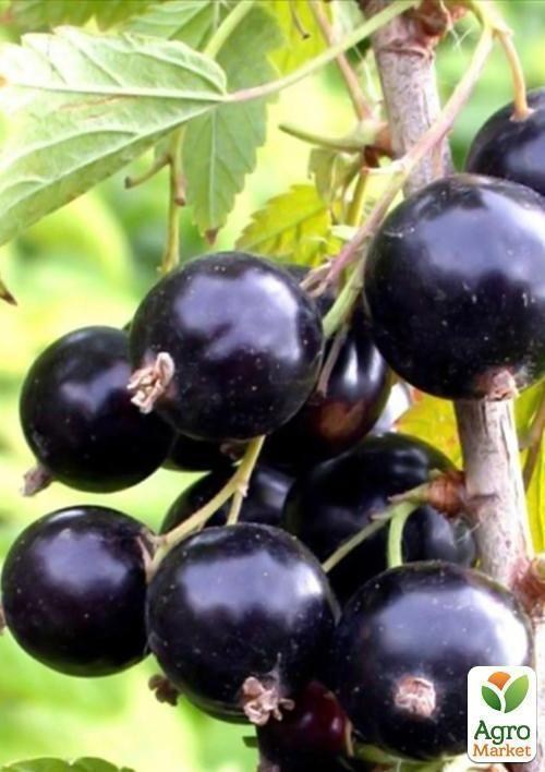 Смородина чёрная "Юбилейная Копаня" (средне-поздний срок созревания)