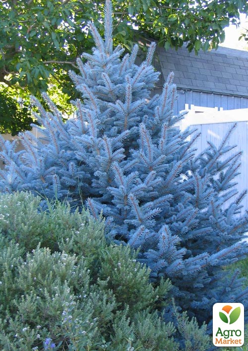 Ель голубая "Colorado Blue" (горшок P9) - фото 8