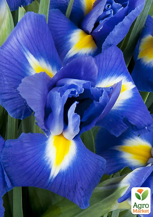 Ірис Голландський "Blue Magic"